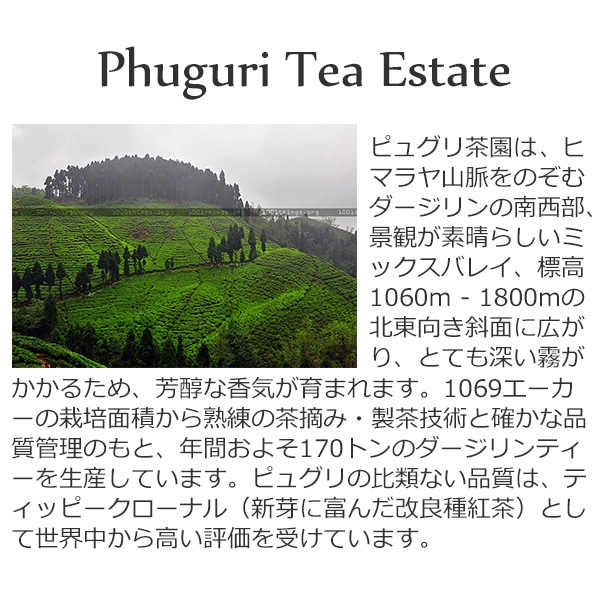 2020年ダージリンファーストフラッシュFTGFOP1_DJ-13ピュグリ茶園50g / 紅茶 ブラックティー クオリティーシーズン 茶葉 クオリティーシーズンティー シーズナルティー 数量限定