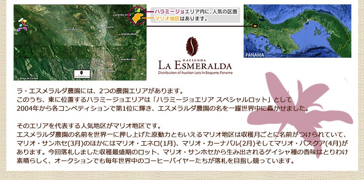 エスメラルダ・スペシャル 人気のマリオ地区のロットを落札!