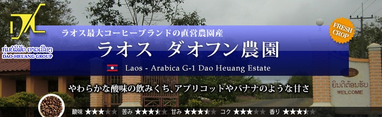 ラオス ダオフン農園 - Laos Arabica G-1 Dao Heuang Estate