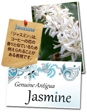 グアテマラ ジェニュイン アンティグア ジャスミンについて