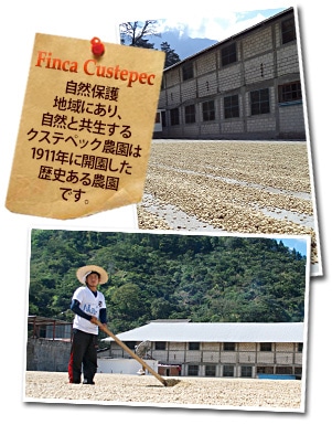 メキシコ クステペック農園 SHGについて