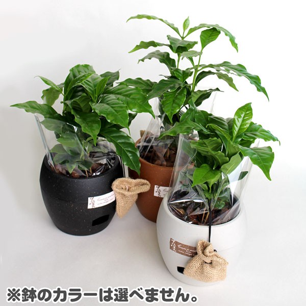 コーヒーの木 ウォーターサプライ