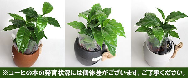 コーヒーの木 ウォーターサプライ