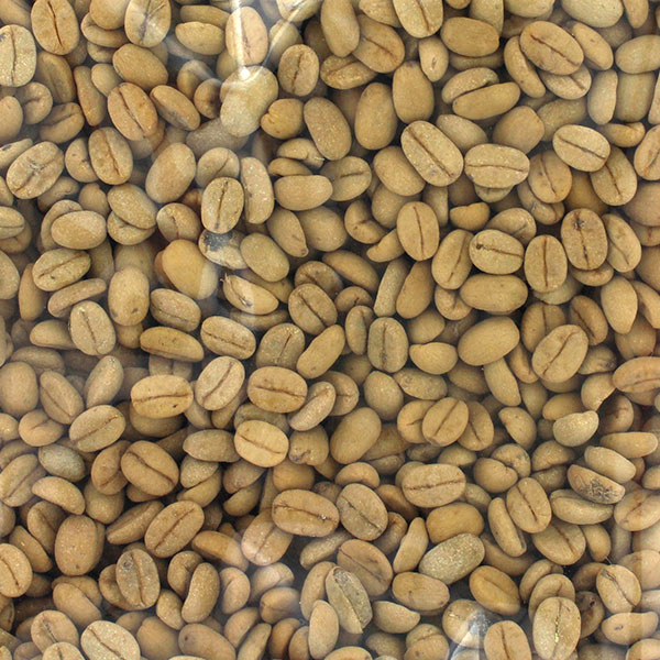 コーヒーの種子 10g 約45粒