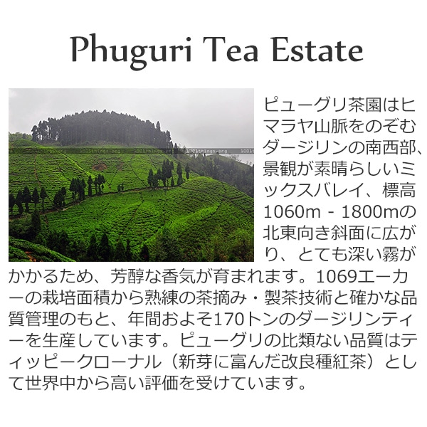 【限定品】2019年 ダージリンファーストフラッシュ ピューグリ茶園(50g) FTGFOP1 DJ-4 / 紅茶 ブラックティー クオリティーシーズン 茶葉 クオリティーシーズンティー シーズナルティー 数量限定