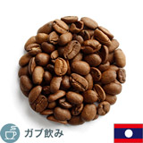 限定品 ラオス ミンティエン農園 ウォッシュド