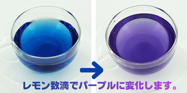 バタフライピーティー 着色料不使用 1000ml / MORIYAMA 守山 リキッド ハーブティー