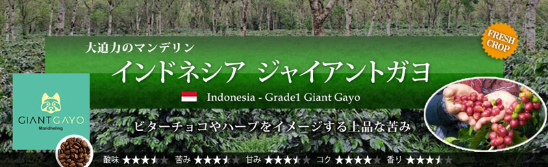 インドネシア ジャイアント ガヨ