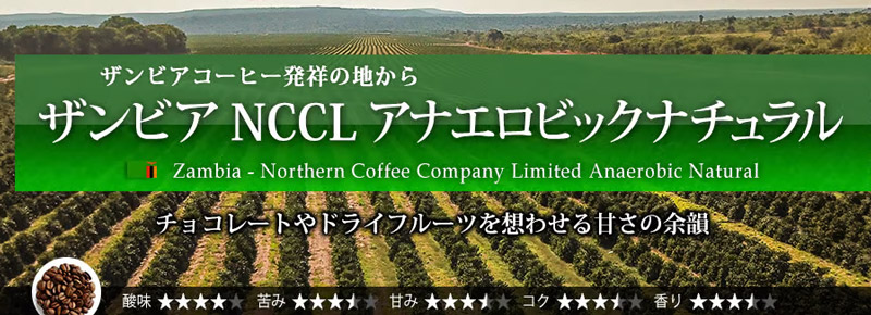 �U���r�A NCCL �A�i�G���r�b�N�i�`������ 