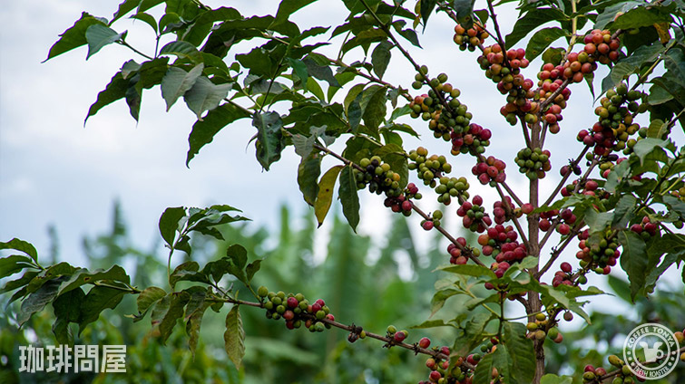 ケニア カフンヨ AB TOP