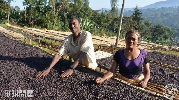 エチオピア アリーチャG1 ナチュラル