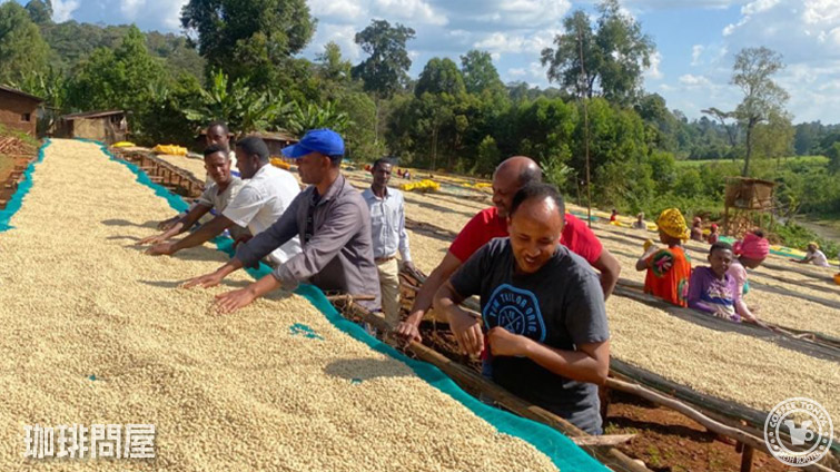 エチオピア リム G1 ウシュウシュ ウォッシュド