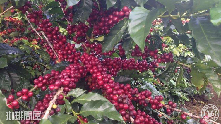 �R�X�^���J �W���K�[ �n�j�[