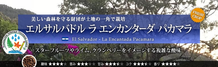 エルサルバドル ラ エンカンターダ パカマラ - El Salvador La Encantada Pacamara