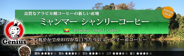 ミャンマー シャンリーコーヒー - Myanmar Ywangan Shan Li Coffee G1 Washed