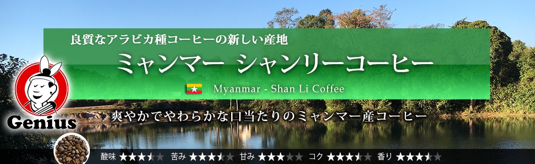 ~}[ V[R[q[ - Myanmar Ywangan Shan Li Coffee G1 Washed