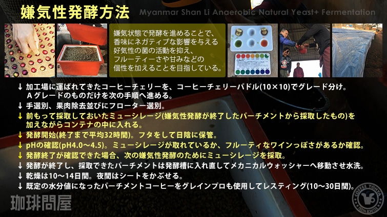 ミャンマー シャンリー アナエロビック