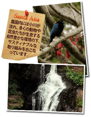 ニカラグア サンタ アナ農園について