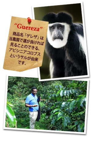 エチオピア グジ ゲレナ農園 ゲレザ ゲイシャ G-3 ナチュラルについて