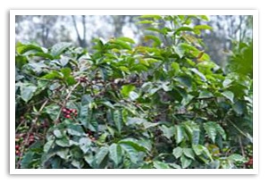 タンザニア ンゴロンゴロAA コンゴニ農園の香味
