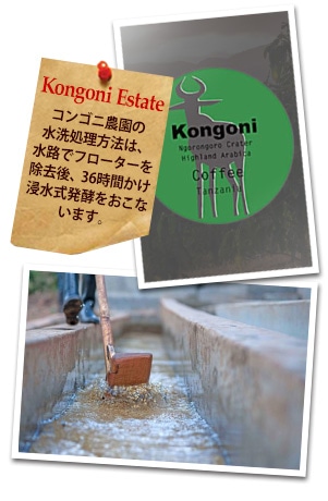 タンザニア ンゴロンゴロAA コンゴニ農園について