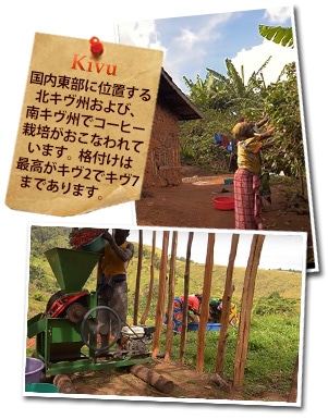 コンゴ ベイビーチーターについて
