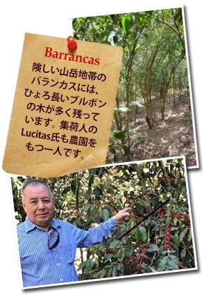 グァテマラ バランカス SHBについて