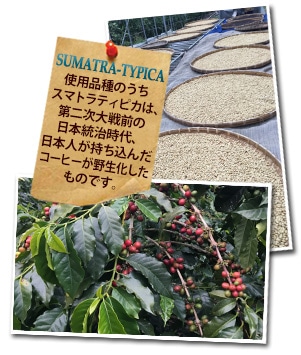 台湾 阿里山コリドー農園について