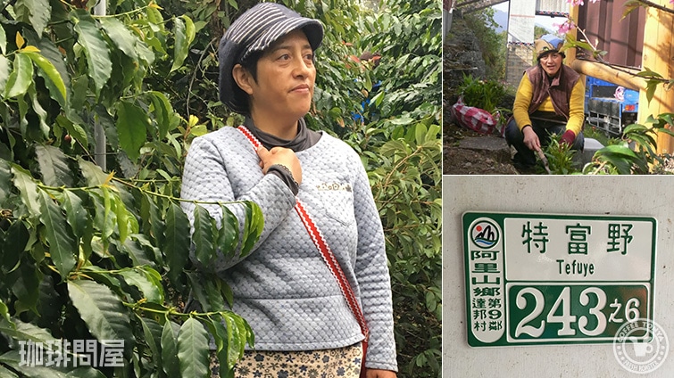 台湾 阿里山コリドー農園 ヤユヌ ウォッシュド