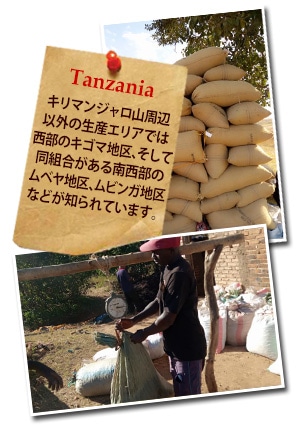 タンザニア AA TOP イエンガについて