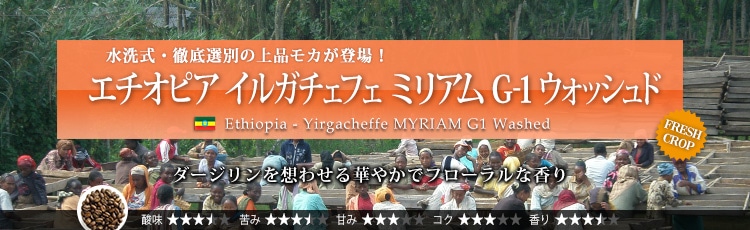 エチオピア イルガチェフェ ミリアム G1 ウォッシュド - Ethiopia Yirgacheffe MYRIAM G1 Washed