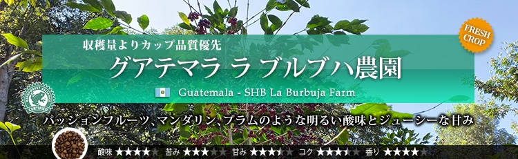 グアテマラ ラ ブルブハ農園 - Guatemala SHB La Burbuja Farm