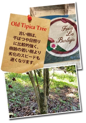 グアテマラ ラ ブルブハ農園について