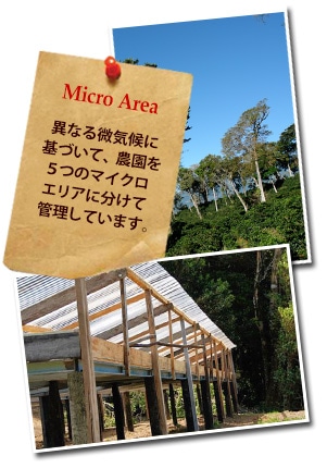 パナマ ボルカンバル ラ サンタについて