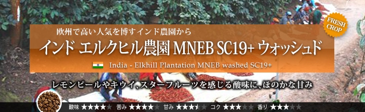 インド エルクヒル農園 MNEB SC19+ ウォッシュド - India Elkhill Plantation MNEB washed SC19+