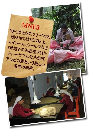 インド エルクヒル農園 MNEB SC19+ ウォッシュドについて