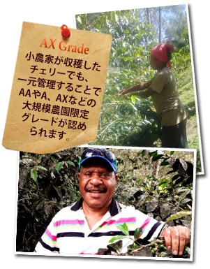 パプアニューギニア ルーツ AXについて