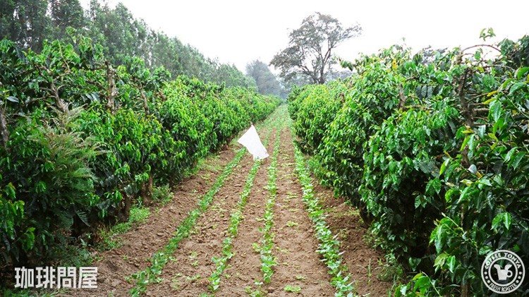 エチオピアのコーヒー農園風景
