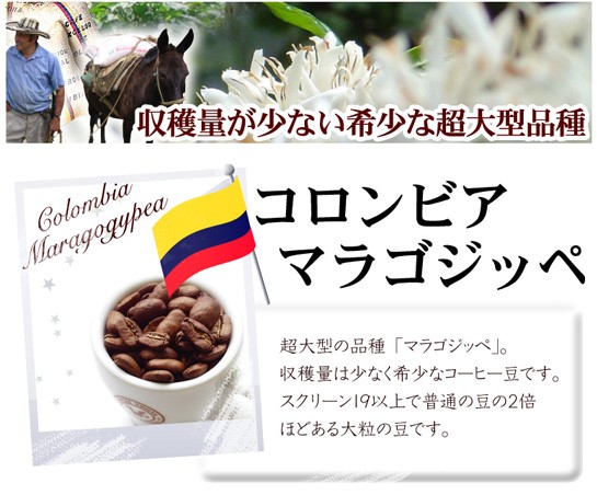 マラゴジッペA